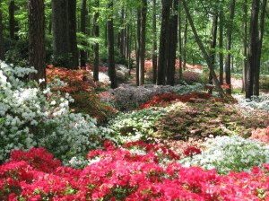 Azalea Trail at the Overlook