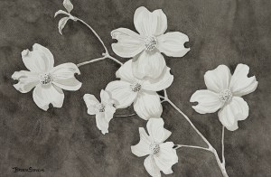 DogwoodBW